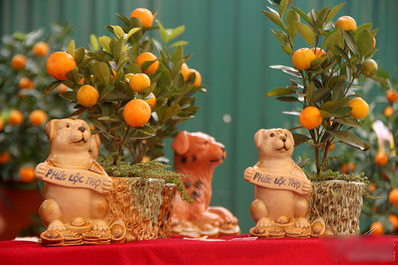 Cây quất độc nhất được ngã giá trăm triệu chưa bán